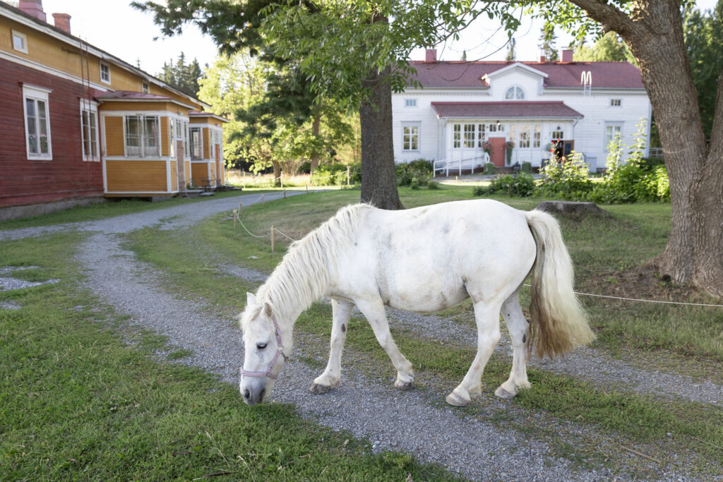 Valkoinen Pipsa-hevonen ja Sankilan piha.