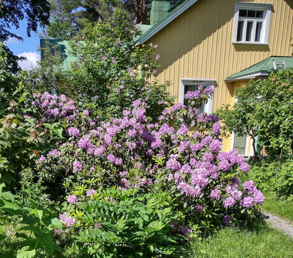 Aron tilan keltainen rakennus ja kukkiva alppiruusu.