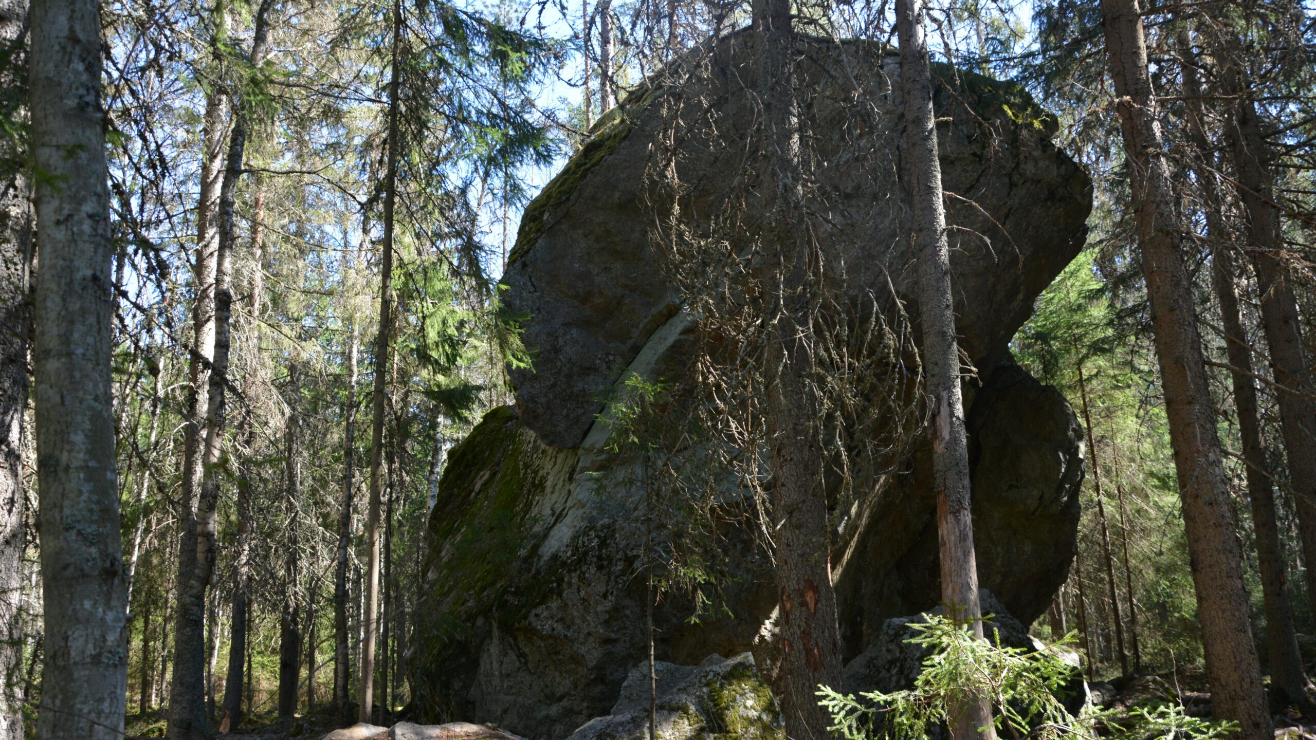 Pirunkivi kuusimetsässä.