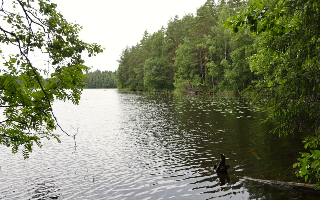 Maisema Pirkkalan Pulkajärvestä kesällä pilvisellä säällä.